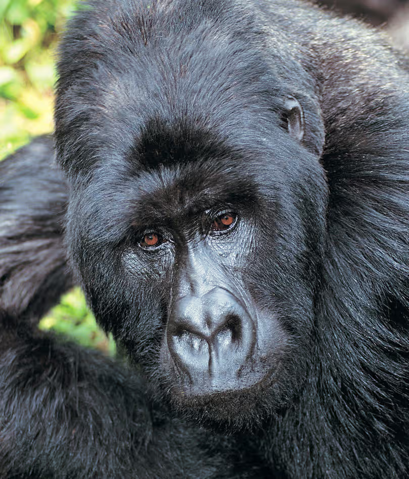 gorilla-trekking-tours