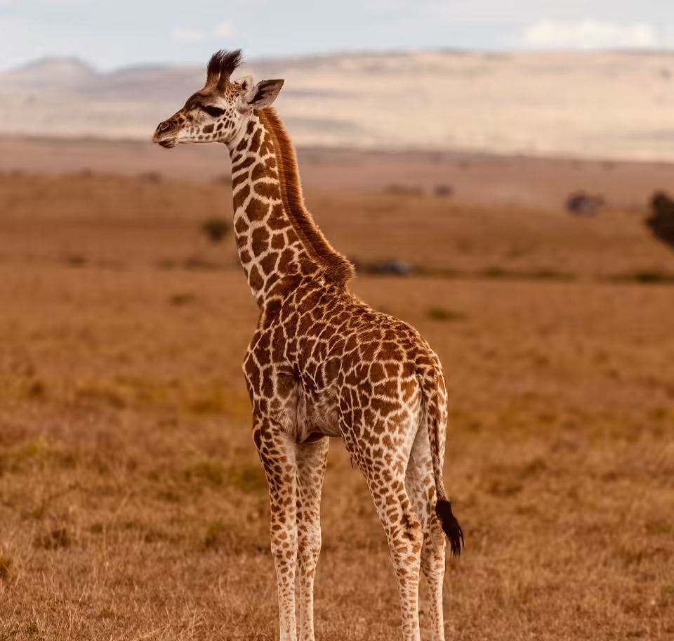 safari-holiday-adventures